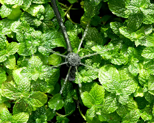 Irrigation par micro-aspersion : inaugurant une nouvelle ère d’irrigation efficace et économe en eau