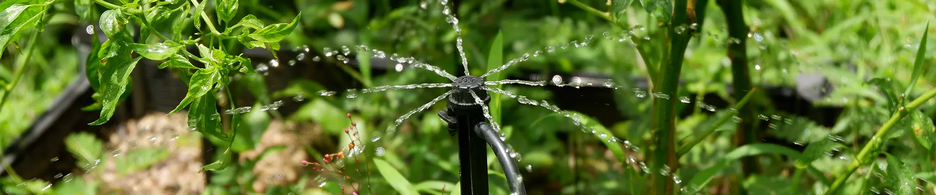Irrigation goutte à goutte