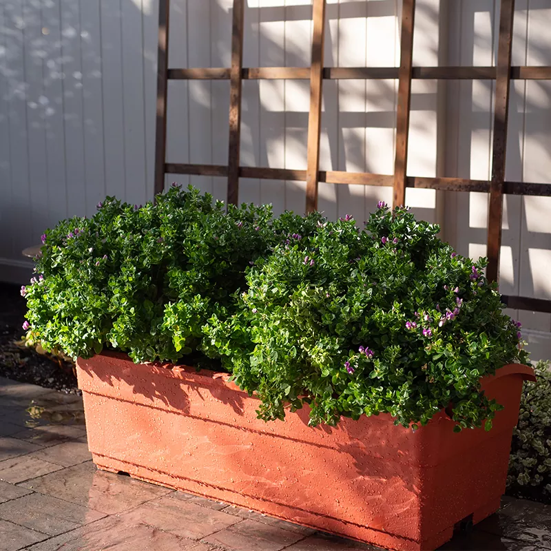 Raboteuse à arrosage automatique 30L